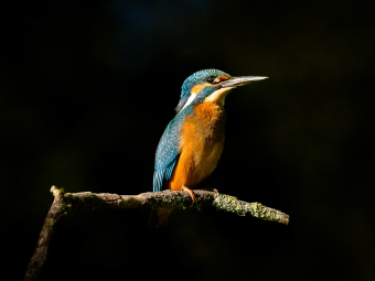 ijsvogel